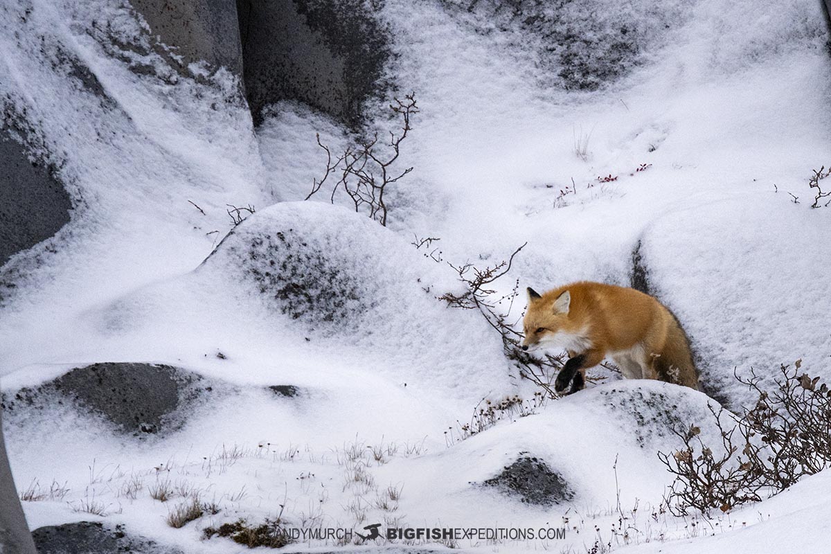 Red fox hunting on the tundra.