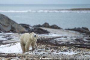 Polar Bear Photography Tour in Churchill.