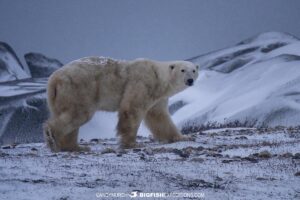 Polar Bear tour in Churchill, Canada.