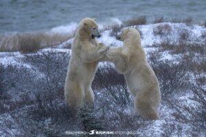 Polar Bears fighting on the tundra near Churchill, Canada.