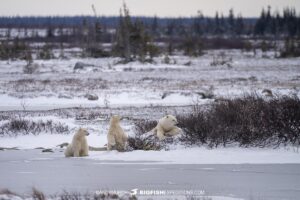 Mom and cubs on our Polar Bear photography tour in Churchill, Canada.