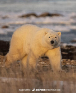 Polar Bear photography at sunset.