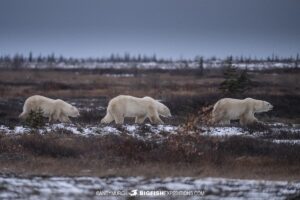 Polar Bears crossing the tundra near Churchill, Canada.