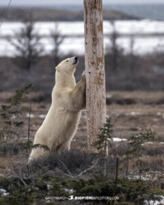 Polar Bear pushing on a hydro pole on the tundra near Churchill, Canada.