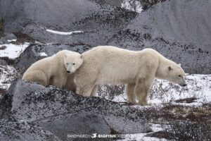 Polar Bear mom and cub on the tundra near Churchill, Canada.