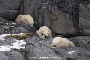 Polar Bears resting on the tundra near Churchill, Canada.
