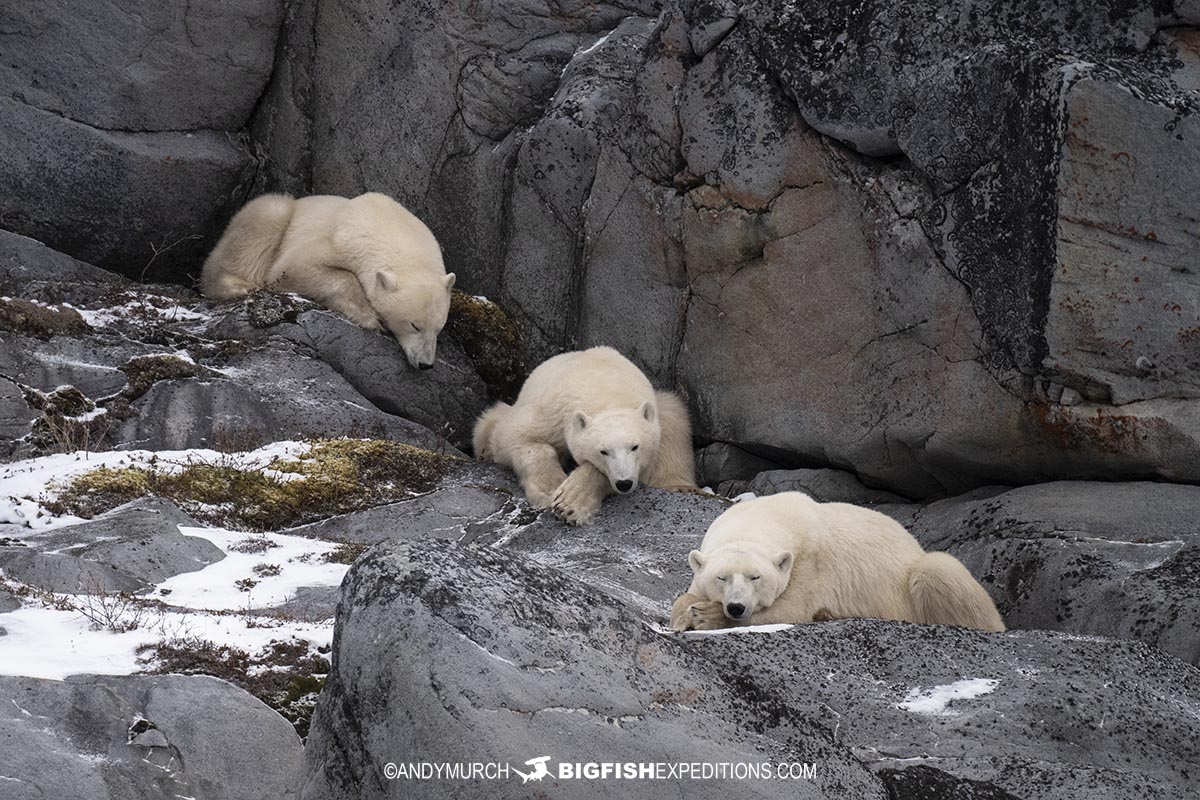 Polar Bears resting on the tundra near Churchill, Canada.