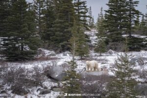 Distant Polar Bear on a bluff surrounded by spruce trees near Churchill, Canada.