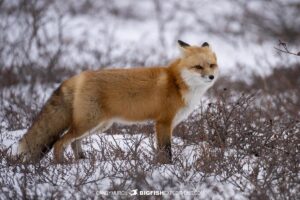 Red fox on the tundra near Churchill.