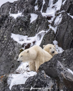 Polar Bear Photography Tour Churchill.