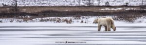 Polar Bear crossing a lake near Churchill, Canada.