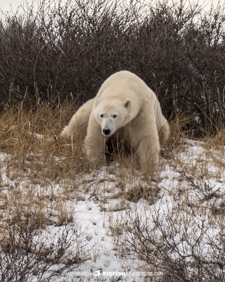 Polar Bear cleaning its fur near Churchill, Canada.