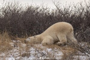 Polar Bear cleaning its fur near Churchill, Canada.