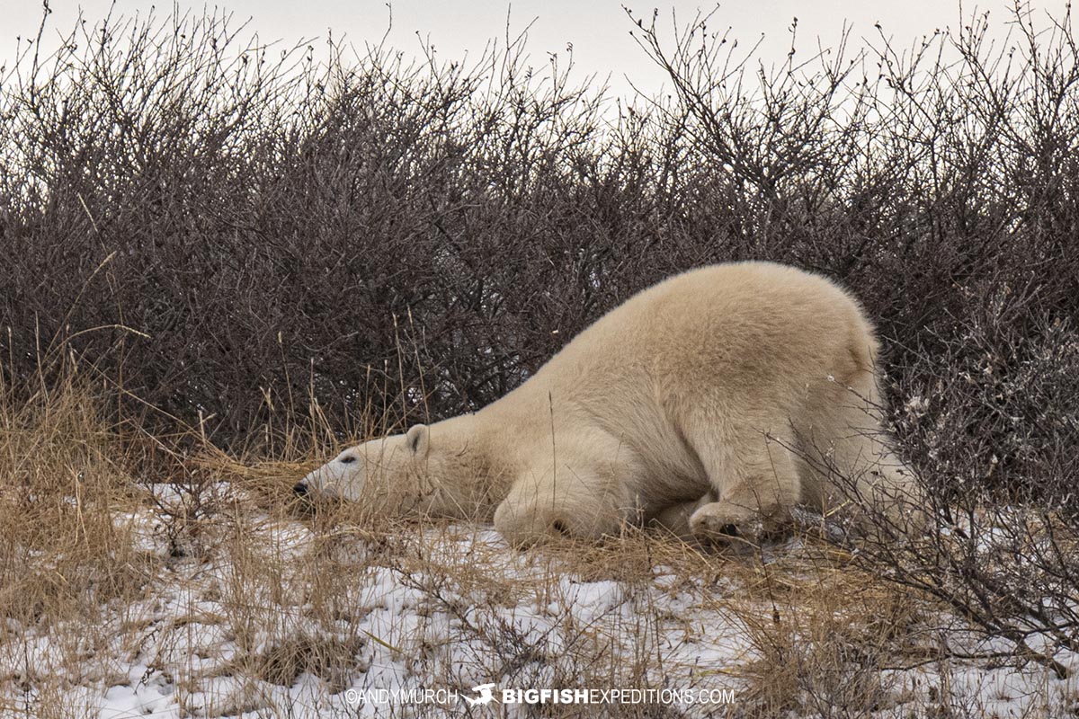 Polar Bear cleaning its fur near Churchill, Canada.