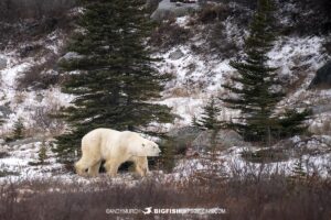 Polar Bear Photography Tour in Churchill, Canada.