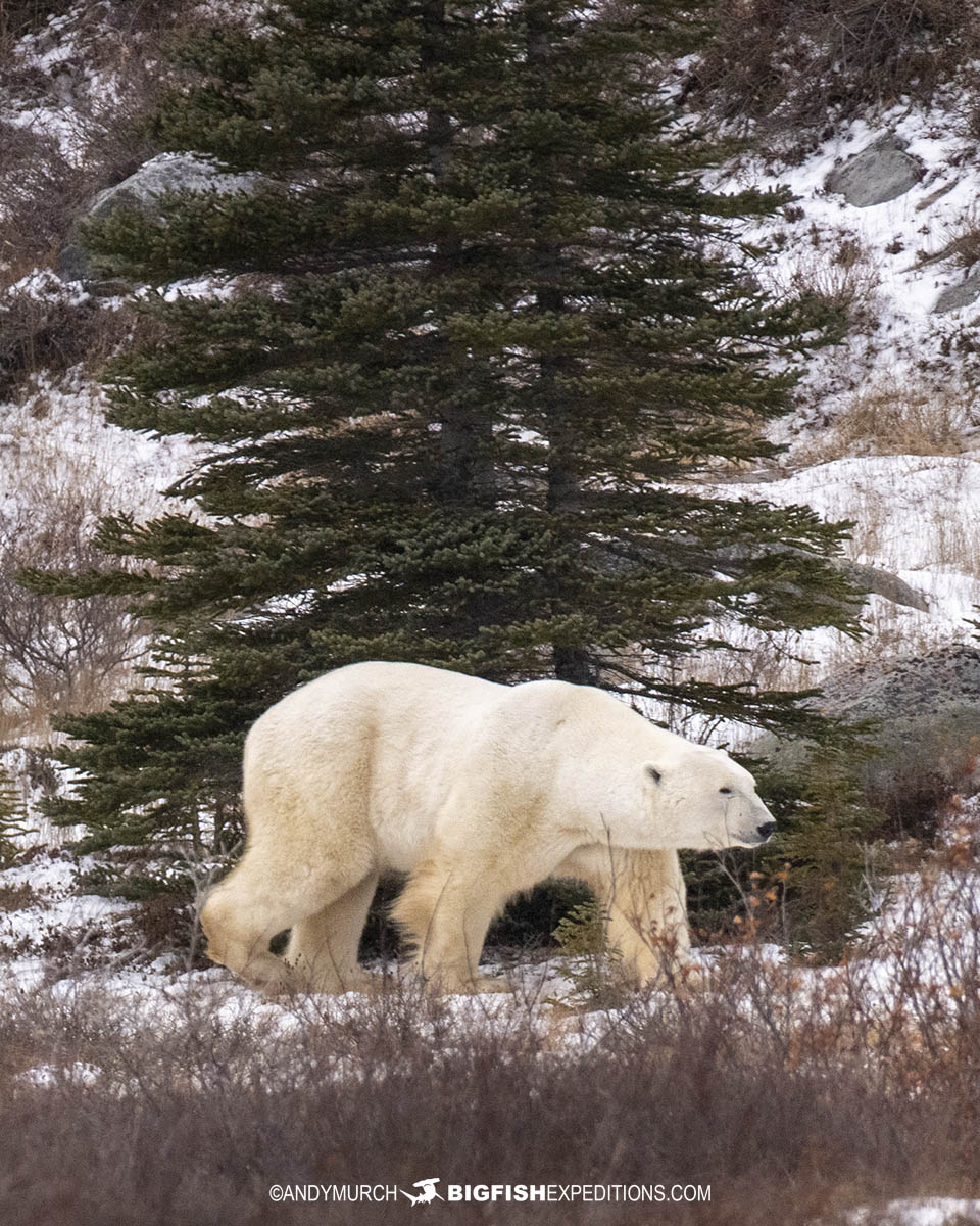 Distant polar bear on the tundra near Churchill, Canada.
