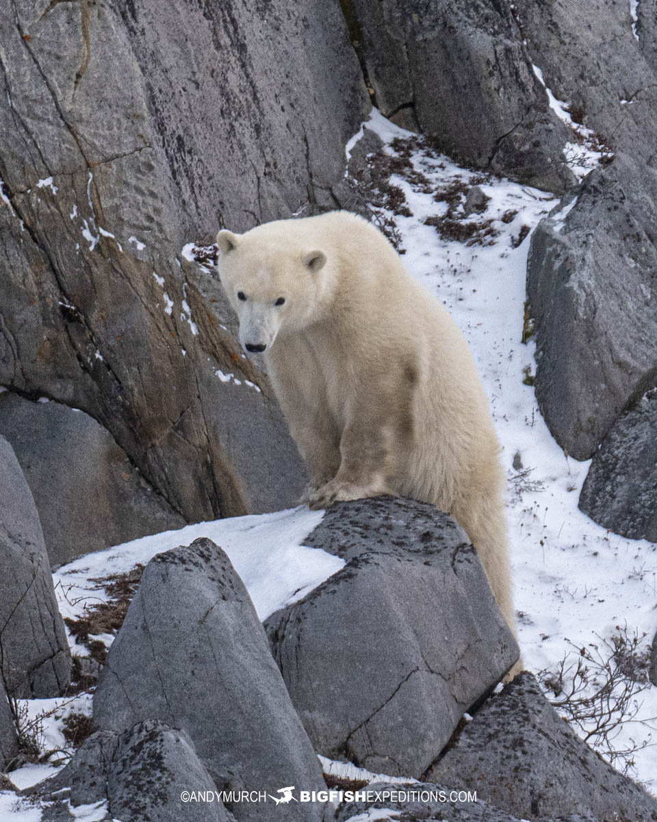Polar Bear Tour in Churchill, Manitoba.