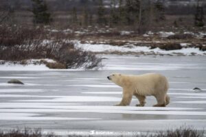 VIP Polar Bear Photography Tour in Churchill, Manitoba.