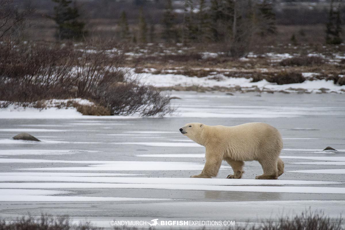 VIP Polar Bear Photography Tour in Churchill, Manitoba.