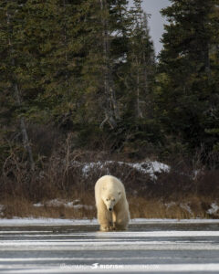 Polar Bear crossing the ice in Churchill, Manitoba.