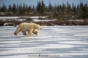 Polar Bear crossing the ice in Churchill, Manitoba.