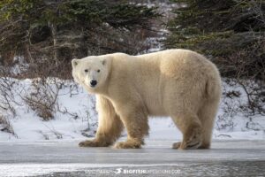 Polar Bear on the ice. Polar Bear Photography Tour in Churchill, Canada.