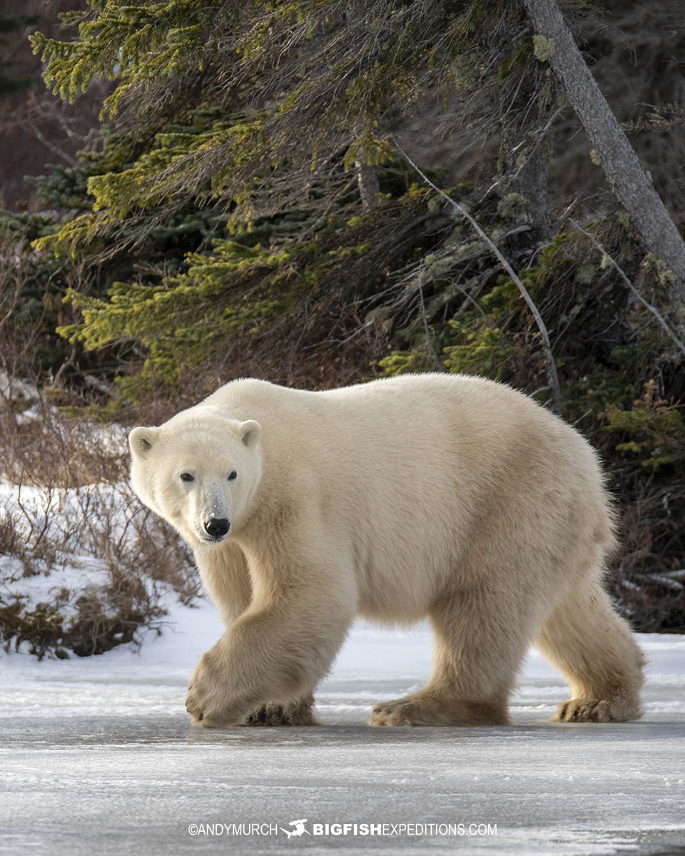 Polar Bear on the ice. Polar Bear Photography Tour in Churchill, Canada.