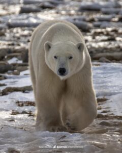 Polar Bear on the tundra on our wildlife Photography Tour in Churchill, Canada.