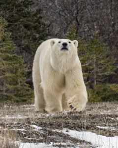 Polar Bear Photography Tour in Churchill, Canada.
