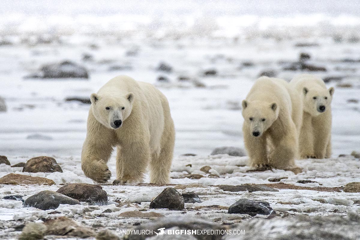 Mother and cubs on our Polar Bear Photography Tour in Churchill, Canada.