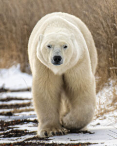 Polar Bear Photography Tour in Churchill, Canada.