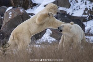 Polar Bears sparring on the tundra near Churchill.