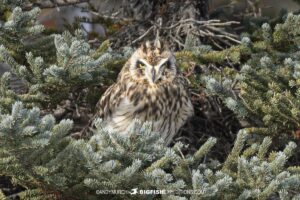 Short eared owl on the tundra near Churchill, Canada.