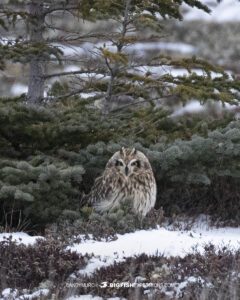 Short eared owl on the tundra near Churchill, Canada.