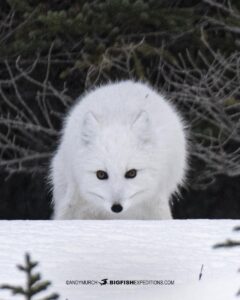 Arctic fox near Churchill, Canada.