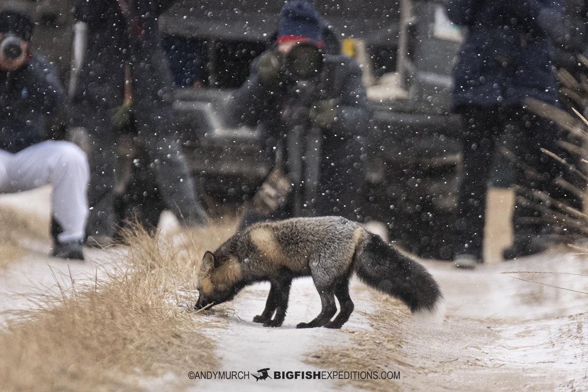 Cross fox near Churchill, Canada.