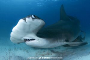 Great Hammerhead Shark diving at Bimini Island, Bahamas.