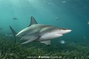 Blacktip Shark diving at Bimini Island, Bahamas.