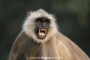 Grey Langur in Tadoba during a Tiger Photography Tour.