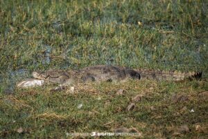 Mugger Crocodile photography tour in Kaziranga.