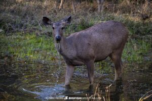 Sambar Deer in Tadoba during a Tiger Photography Tour.
