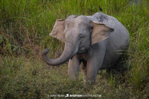 Indian elephant in Kaziranga. Tiger Photography Tour.