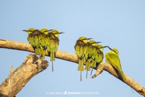 Bird watching and rhino photography tour in Kaziranga National Park, India.