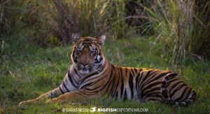 Bengal Tiger photography tour.