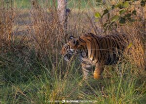 Bengal Tiger called Veer in Tadoba.