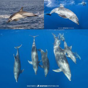 Swimming with dolphins in Baja.