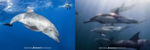 Swim with dolphins.