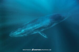 Snorkeling with Brydes Whales.