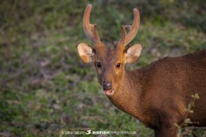 Hog deer in Kaziranga National Park.
