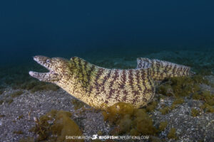 Japanese Moray diving in Japan.